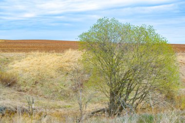 Toprağı gelecekteki ekinlerin büyümesi için hazırlayın. Tamamen sürülmüş bir tarla tohum ekmeye hazır. Bereketli topraklardan bereketli bir hasat alın..