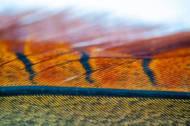 Sülün tüylerinin parlak renkli güzel desenleri. Tabiat ananın ustalığını gösteren karmaşık desenler. Doğanın yaratılış güzelliğine çarpıcı bir övgü.