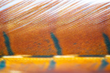 Sonbaharın güzelliğini bu zarif sülün tüyüyle kucaklayın. Sıcak, dünyevi tonları olan her ortama doğal zarafeti de ekleyin. Sonbaharın büyüleyici renklerini kutla