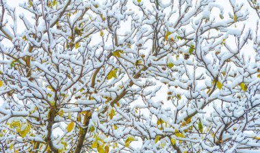 İlk kar sonbahar yapraklarının üzerine düştü. Sonbahar geldi bile, her şey uykuya dalıyor, gelecek kışın huzuru içinde her şey kayboluyor. Duyarlar, karın düştüğünü hissederler.