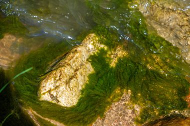 Işıl ışıl bir dağ deresinin rahatlatıcı enerjisini hisset. İçsel huzuru, akan suyun rahatlatıcı ritminde bul. Kendini doğanın güzelliğine ve sükunetine bırak..