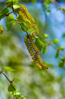 İlkbaharın güzelliğini karmaşık detaylarla tecrübe et. Botanik mucizelerinde yeni hayatın ve büyümenin özünü yakalamak. Taze yeşille dolu bir huş ağacının narin özelliklerini keşfedin.