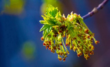 Doğanın güzelliğini canlı renklerle yakala. Bahar esintisinde akçaağaç çiçeklerinin nazik dansının tadını çıkar. Evinize biraz doğal zarafet ve çarpıcı fotoğraflar ekleyin..