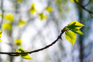 Güzel ıhlamur ağacı ilkbaharın başlarında tomurcukların açılmasını bekliyor Yeni başlangıçların ve büyümenin sembolünü