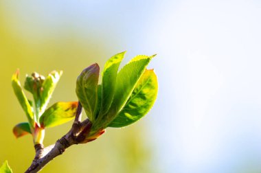 Doğada ortaya çıkan taze ve parlak bir filiz. Yenilenmeyi simgeliyor. Büyüme. ve yeni başlangıçlar. Umudu temsil ediyor. Dayanıklılığı. Ve yeni bir mevsim vaadi..