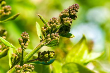 Büyüleyici leylak çiçeklerine hazır olun. Tomurcukların güzel çiçeklere dönüşmesini izle. Doğanın büyüsünü Botanik Mucizeleri ile deneyimleyin.