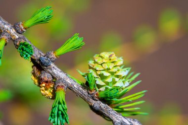 Baharda parlak pembe kozalakların büyüleyici görüntüsü. Doğanın güzelliğini ve değişen mevsimleri takdir et. Çiçekli çam ağaçlarının ender ve çarpıcı doğa olayına tanık olun..
