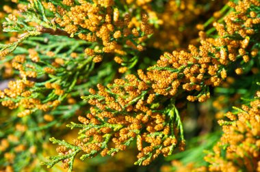 Ardıçkuşları iğne benzeri yaprakları ve küçük böğürtlen kozalaklarıyla tanınırlar. Genellikle kuraklığa dayanıklılıkları ve bakımsızlıkları nedeniyle peyzaj yapımında kullanılıyorlar..