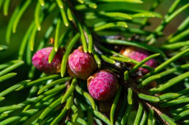 Pembe kozalakların güzel yakın plan görüntüleri. Doğanın sükunetini ve güzelliğini mekanınıza getirin. Evinizdeki herhangi bir odaya bahar dokunuşu için mükemmel..