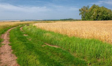 Ilıman ülkelerde yetişen ve ekmek, makarna, pasta vb. için un yapmak için kullanılan en önemli bitki olan buğday. ..