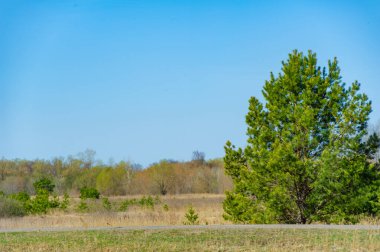 İlkbaharda ormandaki doğanın güzelliğini hisset. Yukarıdaki kasvetli gökyüzüne bakarken korkuyu ve merakı hisset. Doğayla gelen neşe ve yenilenmeyi kucaklayın.,