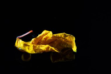Paketleme ve pazarlama malzemeleri için eşsiz ve görsel açıdan çarpıcı bir görüntü. Her tasarıma renk ve doku katar. Çay karışımları, potpuri ya da el sanatlarında kullanılmak için harika..