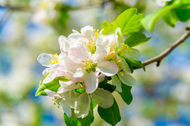 Narin çiçeklerle süslenmiş bir elma ağacı çarpıcı bir doğal güzellik yaratır. Yumuşak pembe taç yaprakları ağaç yapraklarıyla çok güzel tezat oluşturuyor. Doğanın nefes kesici manzaralar yaratabilme yeteneği.