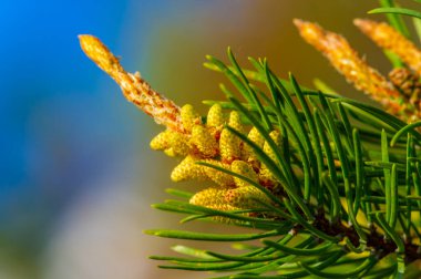 Taze ve parlak yeşil çam ağaçları yenilenmeyi ve doğanın yeni büyümesini simgeler. Bahar ya da doğa tasarımı için ideal.