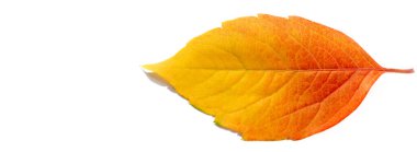 Beyaz arka planda sonbahar yaprakları sonbahar renkleri eğlencelidir. Çok parlak, zengin ve güzeller. Sanki doğa seni renklerle doldurmaya çalışıyor, daha erken depolamak için seni doyuruyor.