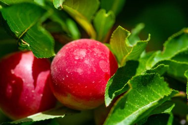 Prunus cerasifera, kiraz eriği ve dünya dengesi eriği olarak bilinen bir erik türüdür. Güneydoğu Avrupa ve batı Asya 'ya özgüdür ve Britanya Adaları' nda vatandaşlık alır.