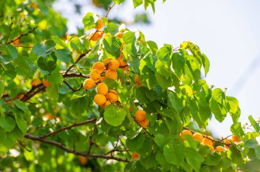 Kayısı ağaçları sulu ve vitamin zengini meyveleri toplamak için fidanlıklarda yetişir. Kayısı yemek, yüksek vitamin içerikleri nedeniyle sağlığı teşvik eder..
