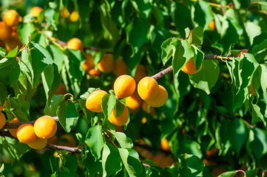 Kayısı iyi sağlığı destekleyen vitamin zengini bir meyvedir. Maksimum tazeliği sağlamak için tarladan sulu kayısılar toplanır. Diyetinde taze, olgun kayısıların tadını çıkar..
