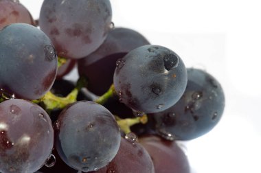 Beyaz arka planda yüksek kaliteli siyah üzümler. Şarap ve yemek fotoğrafçıları için ideal. Resimlerinizdeki üzüm suyunu ve tazeliğini yakalayın..