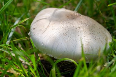 Şampiyon mantarlara adanmış ürünlerle doğanın harikalarını keşfedin. Doğadan esinlenerek tasarlanmış eşsiz şapkalarla evinize bir parça toprak getirin..