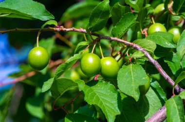 Erik meyveleri sulu ve vitamin zengini özleriyle bilinir. Erikler düzgün bir şekilde olgunlaşabilmeleri için gerekli özen ve ilgiyi gerektirir. Olgunlaşmamış erikler tatlılıktan ve tattan yoksun olabilir..