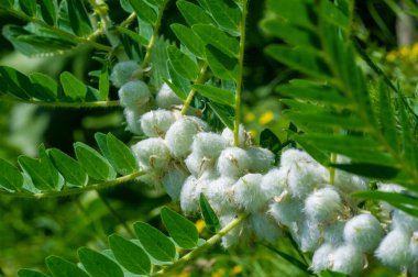 Astragalus Siversius geleneksel tıpta tıbbi özellikleri için kullanılmıştır. Astragalus Siversius 'un yaşlanma sürecini yavaşlattığı ve genel sağlık için bir iksir görevi gördüğü bilinir..