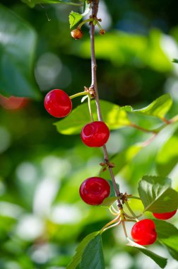 Kiraz, vitamin bakımından zengin sulu ve olgun bir meyvedir. Sağlıklı bir atıştırmalık için vejetaryenlerin en sevdiği seçim. Genel sağlık ve refahı desteklemek için temel besinlerle dolu.