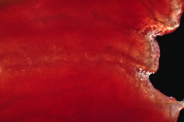 Olgun kırmızı domateslerden harika makro shot 'lar. Yaz ürünlerinin canlı renklerini yakalayan çarpıcı yakın plan çekimler. Parlak ve taze malzemelerin sergilenmesi için ideal.