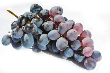 Olgun üzümlerin toplandığını görmek için hasat mevsiminde üzüm bağlarını ziyaret edin. Şarap yapma sürecini üzümden şişeye öğrenin. Sarmaşıktaki üzümlerin canlı mor çiçeklerinin tadını çıkar..