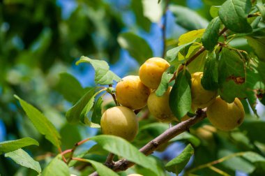 Taze kayısılar C vitamini bakımından zengindir ve iyi sağlık için temel besinleri sağlar. Kayısı ağaçları başarılı bir hasat için uygun bakım ve bakım gerektirir..