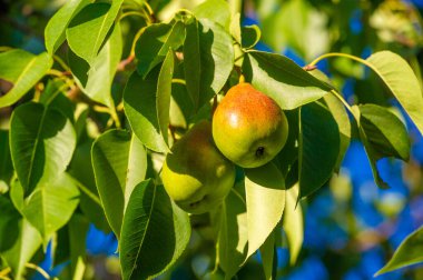 Fotoğraflarınızdaki olgun armutların tazeliğini ve parlaklığını yakalayın. Bu vitamin zengini meyvenin sağlık yararlarını keşfedin. Kırsal çiftlik tablosu biçiminden esinlenilmiş resimler oluştur