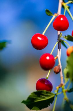 Yüksek vitaminler Sulu ve en fazla lezzet için olgun vejetaryenler için sağlıklı atıştırmalık arıyor.