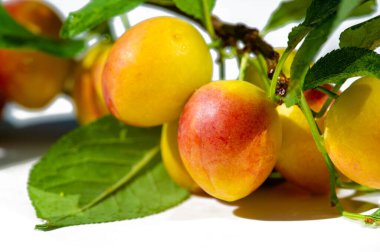 Erik vitamin açısından zengin sulu bir meyvedir. Bahçende erik ağacı yetiştir. Sağlıklı bir aperatif ya da tatlı için olgun erikler topla..