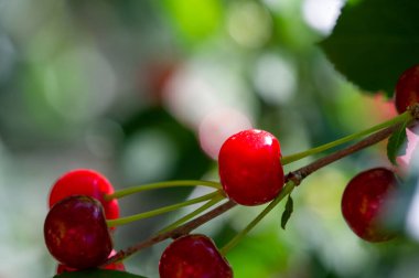 Vitamin ve antioksidan açısından zengin. Sağlıklı bir vejetaryen diyeti için ideal. Lezzetli ve olgun. Parlak bir tadı var. Atıştırmak ya da yemeğe eklemek için besleyici bir seçenek.