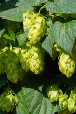 Zıpzıp, haşhaş ve temel yağlar üzerine yoğunlaşarak demlenme dünyasını keşfedin. Fenoller, flavonoidler ve demleme sürecindeki rolleri. Malzemeler fırın ve şekerleme ürünlerinde de kullanılır.