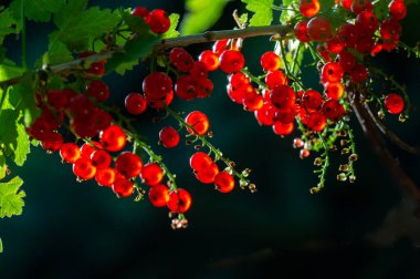 Bulanık arkaplanlı güzel ve sanatsal fotoğraflar yarat. Fotoğrafındaki kuş üzümlerinin canlı kırmızı rengini ortaya çıkar. Çarpıcı görüntüler oluşturmak için farklı açılar ve ışıklandırma deneyleri.
