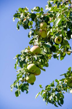 Büyüleyici fotoğraflarda olgun armutların güzelliğini yakala. Vejetaryen meyvenin vitamin zengini meyvelerinin tadını çıkarın. Taze armut dilimleriyle kırsal ve sağlıklı bir hayat sür..