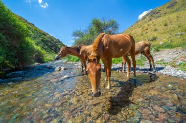 Atlar nehir kıyısının etrafında toplandı. İçkiye susamış. Akan bir nehrin nefes kesici manzarası ve ahenkli bir at sürüsü. Doğanın güzelliği barışçıl bir bağlantı anında yakalanır.