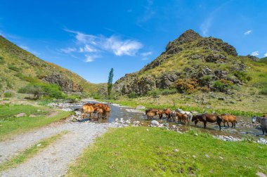 Nehrin aktığı sakin dağ manzarası. Bir at sürüsü dereden huzur içinde su içiyor. Doğanın güzelliği nefes kesici bir sahnede yankılanıyor..