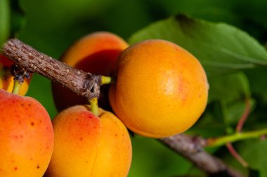 Taze kayısılar vitamin açısından zengindir ve ilginç bir tadı vardır. Kayısı ağaçları dikkatli bakım gerektirir. Kayısı çiftlikleri sağlıklı meyve kaynaklarıdır..