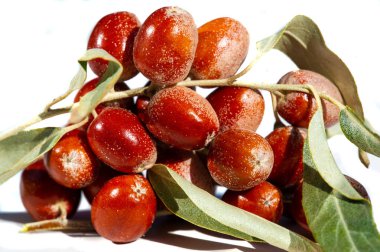 Elaeagnus angustifolia geleneksel tıpta yaygın olarak kullanılır. Elaeagnus angustifolia 'nın meyvesi sağlık yararlarıyla ünlüdür. Bu bitki genellikle bal bitkisi olarak kullanılır..