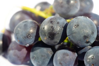 Beyaz arka planda sulu siyah üzümler. Şarap severler ve yemek fotoğrafçılığı için ideal. Susuzluğu ve zevki çağrıştıran taze, parlak bir görüntü..
