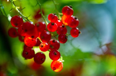 Bulanık arka planlı kırmızı frenk üzümlerinin fevkalade makro fotoğrafları. Frenk üzümünün güzelliğini ve detaylarını yakalamak. Meyvenin canlı rengini ve dokusunu sığ alan derinliğiyle genişlet.