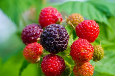 Sulu siyah ahududu ve böğürtlen harika bir vitamin kaynağıdır. Vejetaryenler ve sağlıklı bir şeyler yemek isteyenler için ideal. Olgun ve lezzetli lezzetlerin tadını çıkar. Arkadaşların ve ailenle.