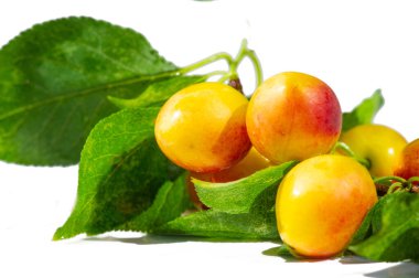 Erik ağaçları sağlıklı bir diyet için iyi bir vitamin kaynağıdır. Kendi bahçenizde sulu erikler yetiştirmek ödüllendirici olabilir. Olgun erikler reçel ve jöle yapmak için idealdir..