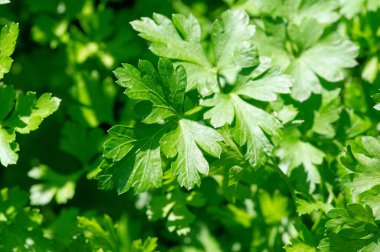 Bahçede taze yeşil maydanoz