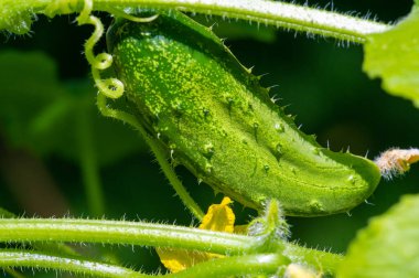 Evde salatalık yetiştir. Taze ve çıtır çıtır. Turşu ya da çiğ yemek için ideal. Salata ve sandviçlere harika bir katkı..
