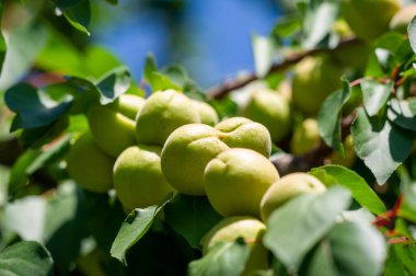 Taze kayısılar iyi sağlık için gerekli vitaminler açısından zengindir. Kayısı ağaçları sulu bir hasat üretmek için dikkatli ekime ihtiyaç duyarlar. Kayısı çiftlikleri sürdürülebilir bir besin kaynağıdır.