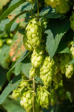 Zıpzıp, haşhaş ve temel yağlar üzerine yoğunlaşarak demlenme dünyasını keşfedin. Fenoller, flavonoidler ve demleme sürecindeki rolleri. Malzemeler fırın ve şekerleme ürünlerinde de kullanılır.