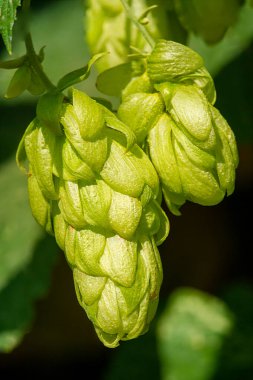 Ana yağları ve tatları şerbetçiotundan ayırmak için demleme teknikleri kullanın. Fırın ve şekerleme ürünleri için fenollerin ve tatların eşsiz kombinasyonlarını oluştur.